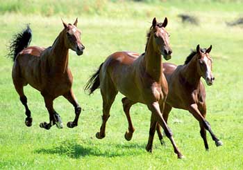 ponies galloping free
