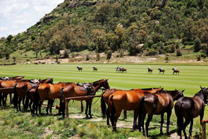Poloafrica pony lines