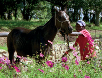 horse and groom