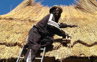 thatching