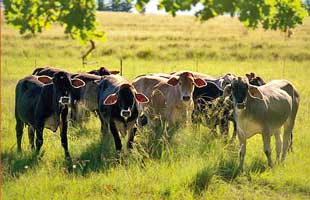 young cattle on Uitgedacht farm