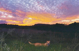 Maripela at sunset