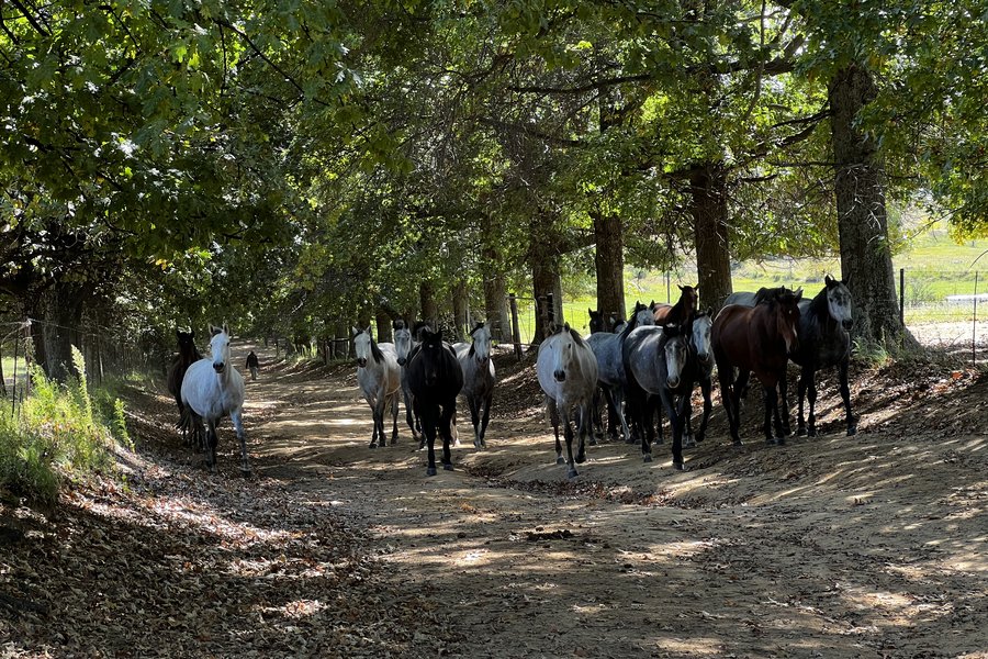 The herd coming up the oak-lined avenue